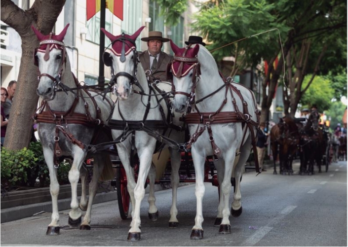 Unicorn with English-style harness parading on the occasion of Fuengirola on Horseback IV.