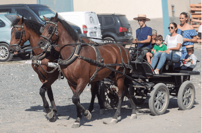 ¡Larga vida a la afición del caballo! La juventud viene pisando fuerte