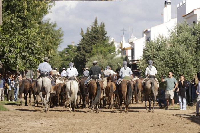 Los almonteños conducen las yeguas y potros por las calles del Rocío hasta llegar al Santuario donde son bendecidos